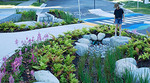 A child examines a garden planted near a crosswalk in Hastings-Sunrise.