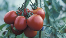 Growing food